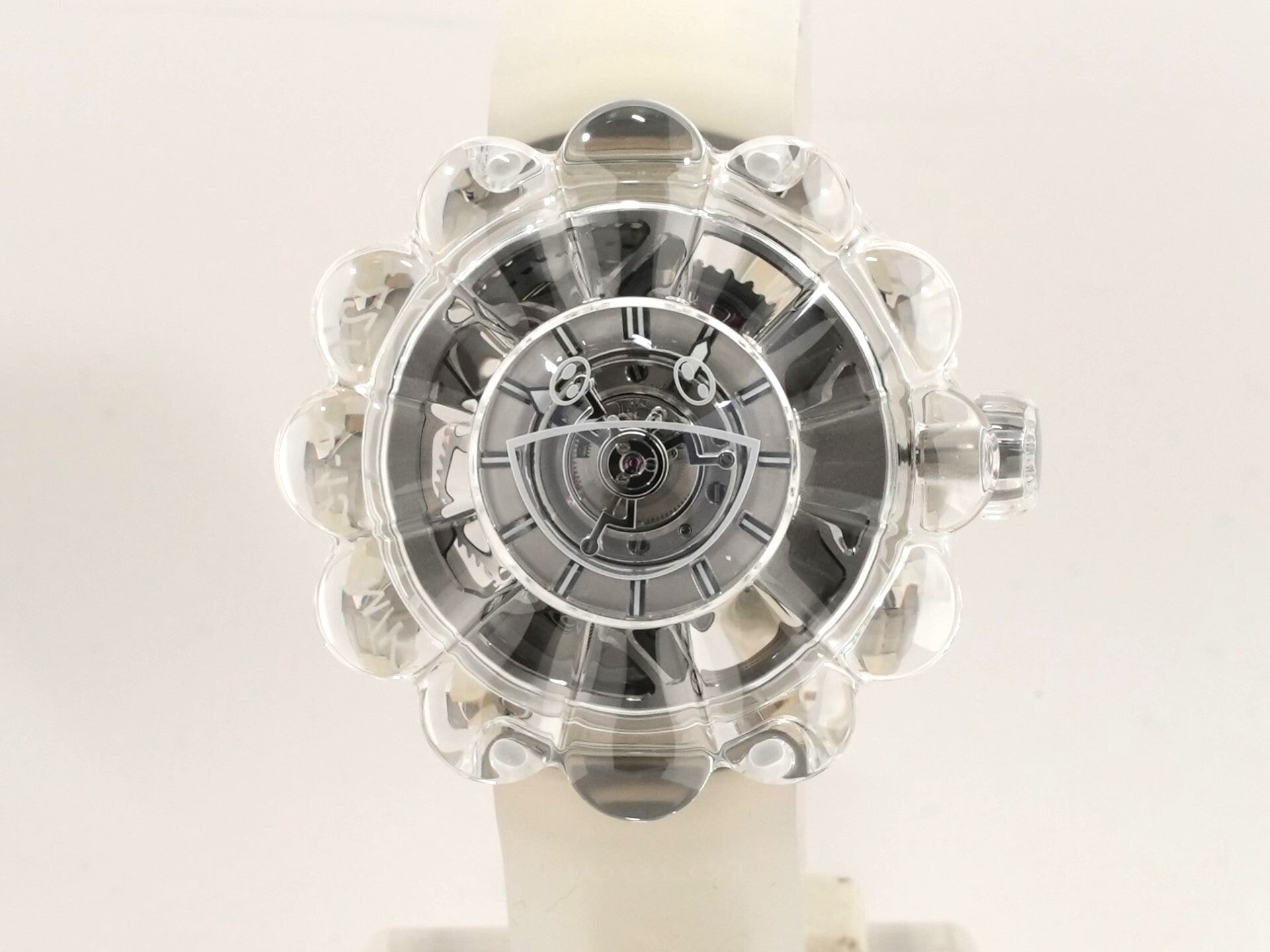 タビビトノキ　15本 タビビトノキ 15本